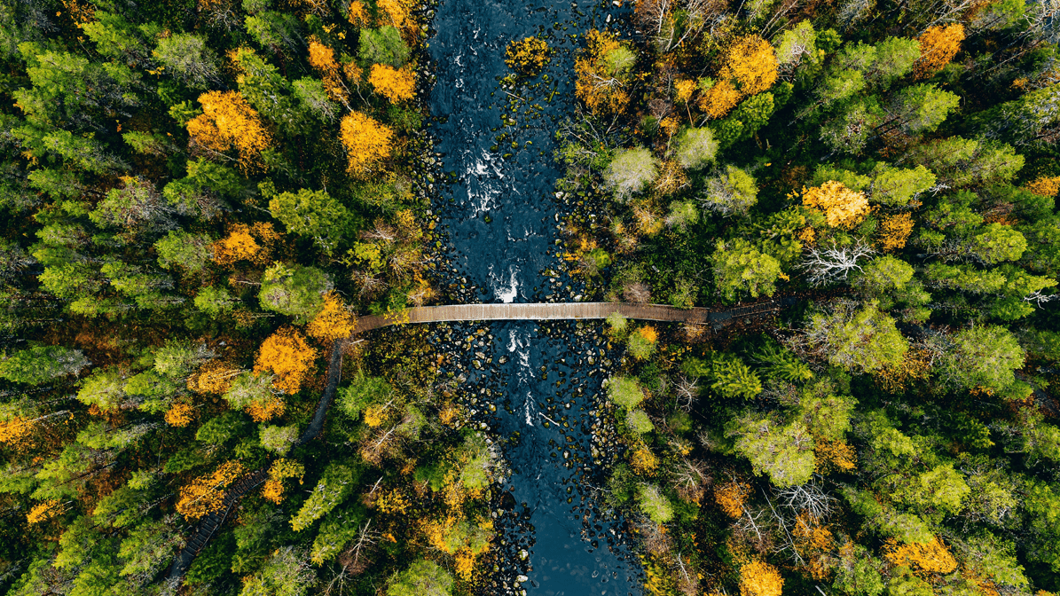 Aerial view of a footbridge over a river in a colorful forest, symbolizing sustainability and water connectivity.